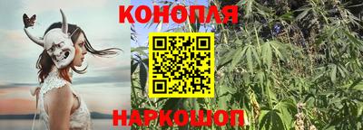 прущие грибы Будённовск